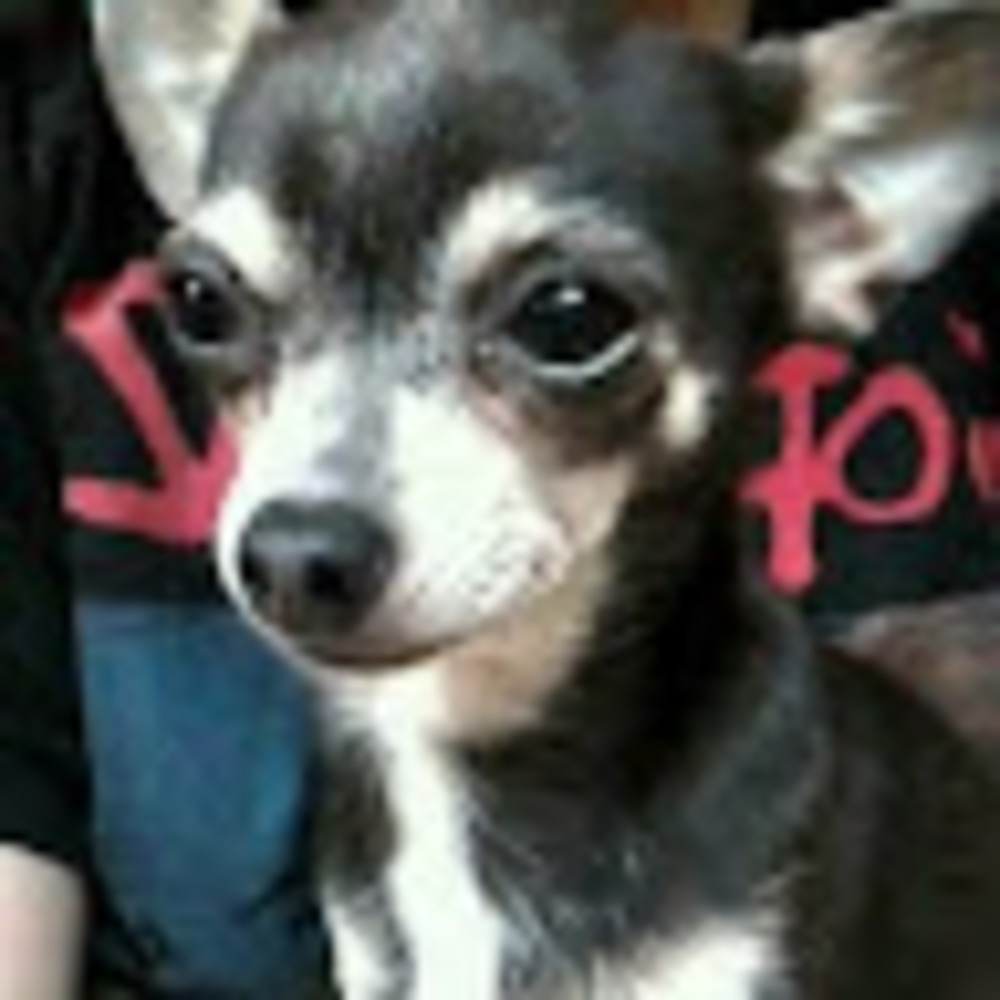 Meet your Posher, Veronica